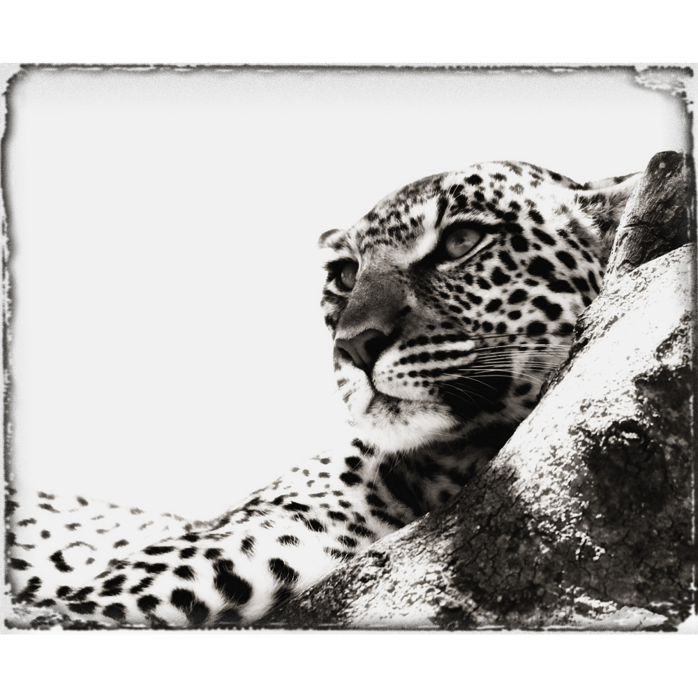 Portrait of An African Leopard Botswana Africa Poster Print - Large - 34... - $111.49
