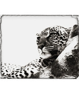 Portrait of An African Leopard Botswana Africa Poster Print - Large - 34... - €95,65 EUR