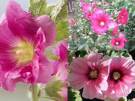 50+PINK HOLLYHOCK Heirloom Wildflower Garden Cut Flowers Seeds Drought Heat Cold - £13.17 GBP