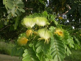 New Fresh Seeds Albizia Lebbeck Siris Tree Womans Tongue East Indian Walnut 10 S - £19.03 GBP