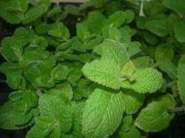 Organic Spearmint Seeds / 400 count .  Grown in the U.S.A - $20.00