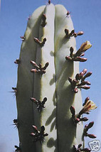  20 SEEDS Myrtillocactus geometrizans, cacti cactus seed - £11.05 GBP