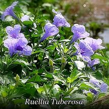 Strong Plant Ruellia Tuberosa - 25 Seeds - Fever Root Popping Pod - €1,38 EUR