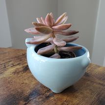 Blue Pig Planter with Succulent, Graptosedum California Sunset, Animal Planter image 4