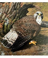 Rough Legged Buzzard Art Print Color Plate Birds Of Prey Vintage 1979 DW... - $651.93 MXN