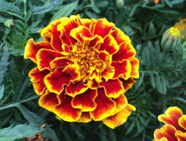 50 seeds Marigold Colosus Bicolor Red With Yellow Annual Heirloom Seeds Garden G - $8.35