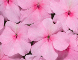 50 Pc Seeds Logro Pink Impatiens Flower, Impatiens Seeds for Planting | RK - £16.51 GBP