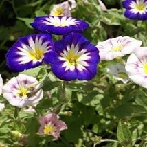 Morning Glory Ensign Mix Vine 35 Seeds Free Shipping - $75.58 MXN