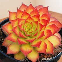 15 Seeds Hens &amp; Chicks Chick Charms House Plant Fresh Seeds Easy to Grow Ship Fr - £12.38 GBP