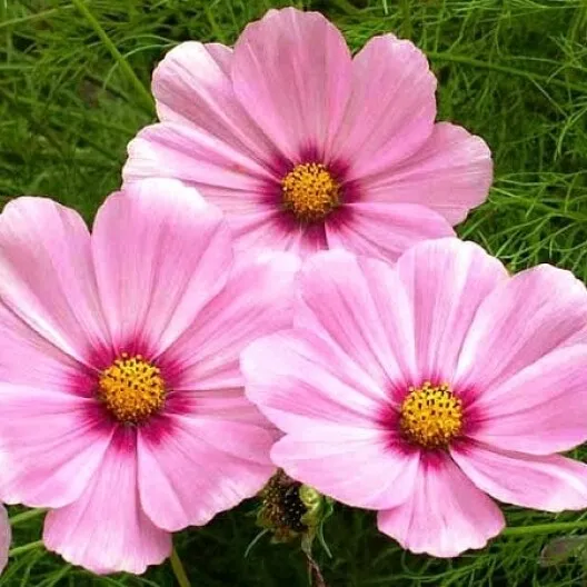 Fresh Cosmos Gloria Pink Flower Seeds 100 Ct Cut Flower Usa Seller - £5.85 GBP