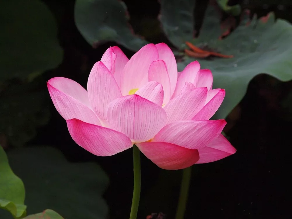 Nelumbo Nucifera Pink Water Lotus 5 Seeds - £9.54 GBP