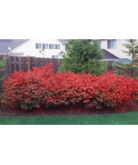 10 Dwarf Burning Bush bare root plants-Euonymus alatus hardy shrub - $24.95