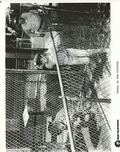 Jay North Zebra in the Kitchen Original 8x10 Photo #T5718 - £3.86 GBP