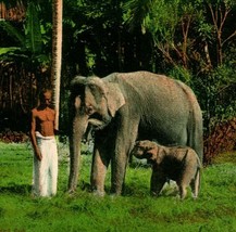 Vtg Cartolina 1910s Ceylon Sri Lanka Man Con Elefante &amp; Bambino Mano Colorato - £3.99 GBP