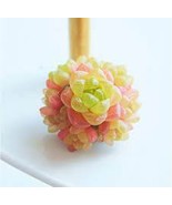 10 PCS Seeds Haworthia cymbiformis var. obtusa Seeds Golden Pink Hybrid - $393.50 MXN
