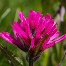 Fast Ship USA Seller Castilleja Rhexifolia Alpine Paintbrush Pink Paintbrush 10  - $22.40