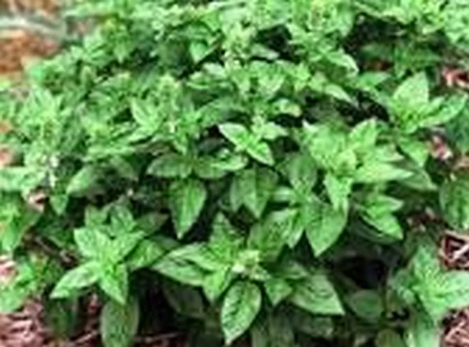  200 Seeds Basil- Lime - £6.64 GBP