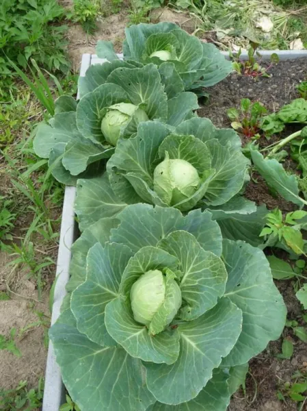 250 Golden Acre Cabbage Seeds Non Gmo Harvest Garden Fresh - £4.60 GBP