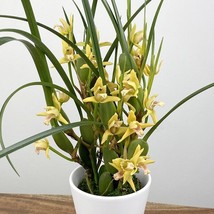 15 Seeds Yellow Coconut Orchid House Plant Fresh Seeds Easy to Grow Ship From US - £12.27 GBP