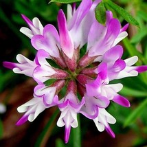 Astragalus Sinicus Chinese Milkvetch 50 Seeds Fresh Seeds - £14.53 GBP