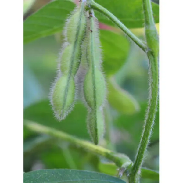 25 Organic Midori Giant Soybean Edamame Tasty Fresh Seeds - £10.94 GBP