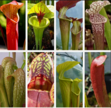 MIXED PITCHER PLANT  Carnivorous Red Purple Yellow Flower 10 Seeds - £10.17 GBP