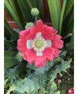 Heirloom Organic Hens and Chicks Poppy Seeds  Aka Hen and chick papaver ... - $4.95