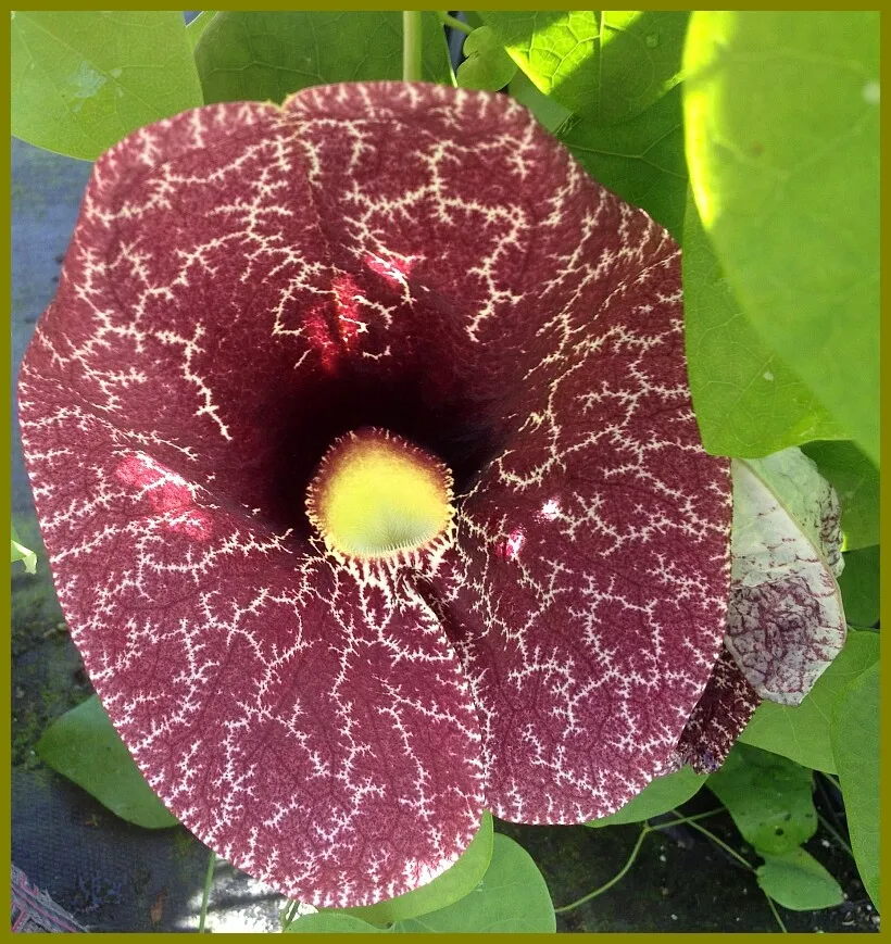 Dutchmans pipe vine giant pelican flower purple thumb200