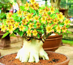 Yellow Adeniu mRed Stripe Desert Rose, 2 Seeds, bonsai short single - £8.45 GBP