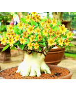 Yellow Adeniu mRed Stripe Desert Rose, 2 Seeds, bonsai short single - $14.84 CAD
