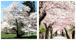 6-12&quot; Live Plant - 2.5&quot; Pot - Akebono Flowering Cherry Tree - Prunus x y... - $82.99