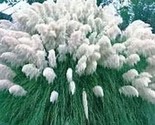 200 White Pampas Grass Cortaderia Selloana Ornamental Flower Seeds  /Ts - £5.21 GBP