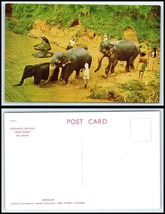 SRI LANKA Postcard - near Kandy, Elephants Bathing AF - £2.22 GBP