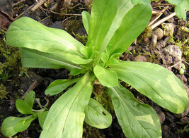 USA Dutch Corn Salad Lambs Lettuce Valerianella Locusta Herb Vegetable 500 Seeds - £8.67 GBP