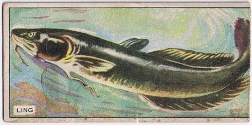 Cowan Co Toronto Card Ling Canadian Fish - $9.89