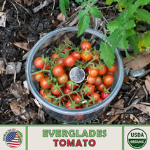 AD Wild Florida Everglades Tomato Seeds Heirloom Organic Home Garden - $9.26