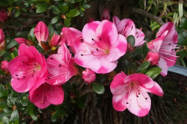 Kobai 2 Azalea Rhododendron Deciduous Starter Plant Stunning Bi Color Blooms Gar - £28.34 GBP