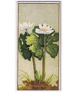 Cowan Co Toronto Card Blood Root Wild Flowers Of Canada - £7.83 GBP