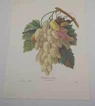 P J Redoute Beautiful Flowers Green Grapes Botanical Art Print Book Plate 114 - £9.17 GBP