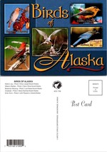 Alaska Birds of Alaska Grosbeak, Stellar&#39;s Jay, Artic Terns VTG Postcard - £7.56 GBP