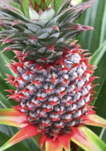 SEPTH Florida Special Pineapple Plant - 5 Live Starter Plants - - $6.73