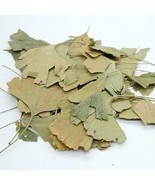 Ginkgo Biloba Leaves-Maidenhair -Ginkgo Biloba Dry Leaves - $18.21+
