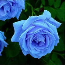 New Fresh Blue Rose Shrub Flowers Seeds for Home Garden, 400 seeds / pack - £12.48 GBP
