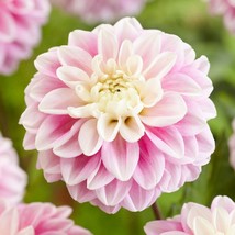 25 Fluffles Dahlia Perennial Flowers Seeds Flowering Bloom seeds Fresh G... - $163.98 MXN