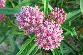 Common Milkweed Butterfly Flower Seeds 150 Mg Asclepias Syriaca Fresh - £14.92 GBP