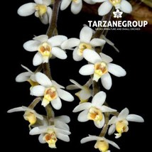 CHILOSCHISTA EXUPEREI SMALL LEAFLESS ORCHID MOUNTED - $33.00