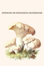 Hydnum Or Hedgehog Mushroom By Edmund Michael - Art Print - £17.57 GBP+