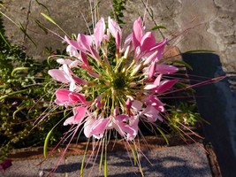 100 Taffy Pink Spider Seeds Clome Spinosa Perennial 1195 Flower Gardening Fresh  - £11.87 GBP