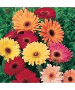 California Giants Mix Gerbera Daisy Seeds for Garden 200 Seeds Fast Ship... - £9.60 GBP