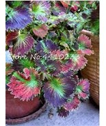 100 Pcs Colorful Coleus Foliage Plants Rainbow Leaf Plant Dragon Cold To... - $17.04 CAD